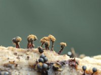 Metatrichia floriformis 1, Donkerbruin kelkpluisje, Saxifraga-Luuk Vermeer