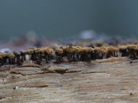 Metatrichia floriformis 16, Donkerbruin kelkpluisje, Saxifraga-Luuk Vermeer