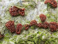 Neonectria coccinea 2, Bloedrood meniezwammetje, Saxifraga-Luuk Vermeer