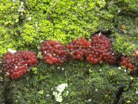 Neonectria coccinea 4, Bloedrood meniezwammetje, Saxifraga-Luuk Vermeer