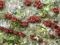 Neonectria coccinea 6, Bloedrood meniezwammetje, Saxifraga-Luuk Vermeer