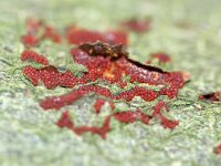 Neonectria coccinea 7, Bloedrood meniezwammetje, Saxifraga-Foto Fitis-Sytske Dijksen