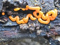 Perichaena vermicularis 1, Wormvormig goudkussentje, Saxifraga-Luuk Vermeer