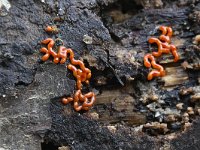 Perichaena vermicularis 4, Wormvormig goudkussentje, Saxifraga-Luuk Vermeer