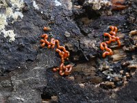 Perichaena vermicularis 5, Wormvormig goudkussentje, Saxifraga-Luuk Vermeer