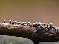 Phleogena faginea 2, Beukenkorrelkopje, Saxifraga-Luuk Vermeer