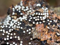 Physarum album 5, Knikkend kalkkopje, Saxifraga-Foto Fitis-Sytske Dijksen