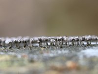 Physarum album 5, Knikkend kalkkopje, Saxifraga-Luuk Vermeer