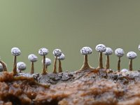 Physarum leucophaeum 12, Grijswit kalkkopje, Saxifraga-Luuk Vermeer