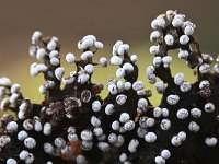 Physarum leucophaeum 14, Grijswit kalkkopje, Saxifraga-Luuk Vermeer