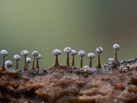 Physarum leucophaeum 17, Grijswit kalkkopje, Saxifraga-Luuk Vermeer