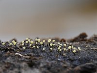 Physarum leucophaeum 18, Grijswit kalkkopje, Saxifraga-Luuk Vermeer