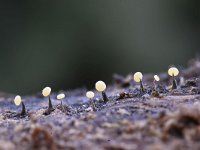 Physarum leucophaeum 20, Grijswit kalkkopje, Saxifraga-Luuk Vermeer