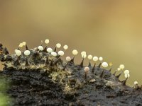 Physarum leucophaeum 26, Grijswit kalkkopje, Saxifraga-Luuk Vermeer