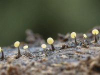 Physarum leucophaeum 27, Grijswit kalkkopje, Saxifraga-Luuk Vermeer