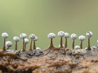 Physarum leucophaeum 3, Grijswit kalkkopje, Saxifraga-Luuk Vermeer