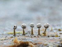 Physarum leucophaeum 4, Grijswit kalkkopje, Saxifraga-Luuk Vermeer