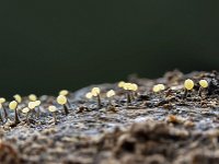 Physarum leucophaeum 5, Grijswit kalkkopje, Saxifraga-Luuk Vermeer