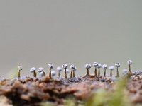 Physarum leucophaeum 9, Grijswit kalkkopje, Saxifraga-Luuk Vermeer