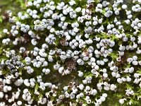 Physarum leucopus 1, Witsteelkalkkopje, Saxifraga-Luuk Vermeer