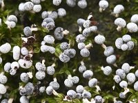 Physarum leucopus 3, Witsteelkalkkopje, Saxifraga-Luuk Vermeer