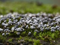 Physarum leucopus 4, Witsteelkalkkopje, Saxifraga-Luuk Vermeer