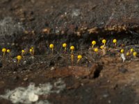 Physarum viride 1, Geelgroen kalkkopje, Saxifraga-Willem van Kruijsbergen