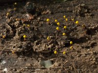 Physarum viride 2, Geelgroen kalkkopje, Saxifraga-Willem van Kruijsbergen