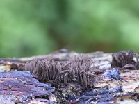 Stemonitis axifera 10, Roodbruin netpluimpje, Saxifraga-Luuk Vermeer