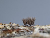 Stemonitis axifera 11, Roodbruin netpluimpje, Saxifraga-Luuk Vermeer