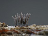 Stemonitis axifera 13, Roodbruin netpluimpje, Saxifraga-Luuk Vermeer