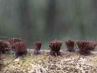 Stemonitis axifera 14, Roodbruin netpluimpje, Saxifraga-Luuk Vermeer