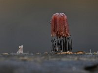 Stemonitis axifera 16, Roodbruin netpluimpje, Saxifraga-Luuk Vermeer