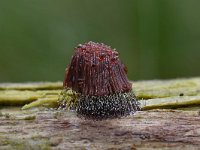 Stemonitis axifera 17, Roodbruin netpluimpje, Saxifraga-Luuk Vermeer