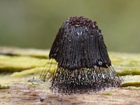 Stemonitis axifera 18, Roodbruin netpluimpje, Saxifraga-Luuk Vermeer