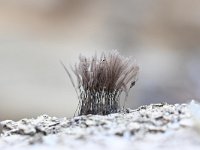 Stemonitis axifera 19, Roodbruin netpluimpje, Saxifraga-Luuk Vermeer