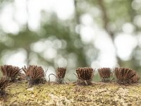 Stemonitis axifera 2, Roodbruin netpluimpje, Saxifraga-Luuk Vermeer