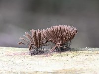 Stemonitis axifera 20, Roodbruin netpluimpje, Saxifraga-Luuk Vermeer