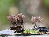 Stemonitis axifera 21, Roodbruin netpluimpje, Saxifraga-Luuk Vermeer