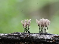 Stemonitis axifera 22, Roodbruin netpluimpje, Saxifraga-Luuk Vermeer