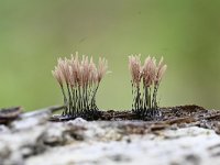 Stemonitis axifera 23, Roodbruin netpluimpje, Saxifraga-Luuk Vermeer