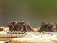 Stemonitis axifera 27, Roodbruin netpluimpje, Saxifraga-Luuk Vermeer