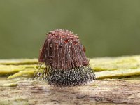 Stemonitis axifera 3, Roodbruin netpluimpje, Saxifraga-Luuk Vermeer