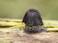 Stemonitis axifera 4, Roodbruin netpluimpje, Saxifraga-Luuk Vermeer