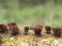 Stemonitis axifera 6, Roodbruin netpluimpje, Saxifraga-Luuk Vermeer