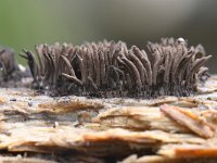 Stemonitis axifera 7, Roodbruin netpluimpje, Saxifraga-Luuk Vermeer