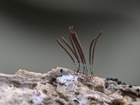 Stemonitis axifera 9, Roodbruin netpluimpje, Saxifraga-Luuk Vermeer