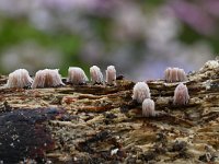 Stemonitis fusca 13, Gebundeld netpluimpje, Saxifraga-Luuk Vermeer