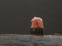 Stemonitis fusca 14, Gebundeld netpluimpje, Saxifraga-Luuk Vermeer