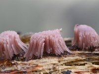 Stemonitis fusca 15, Gebundeld netpluimpje, Saxifraga-Luuk Vermeer